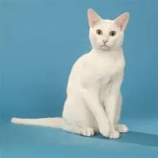What is a russian white cat?