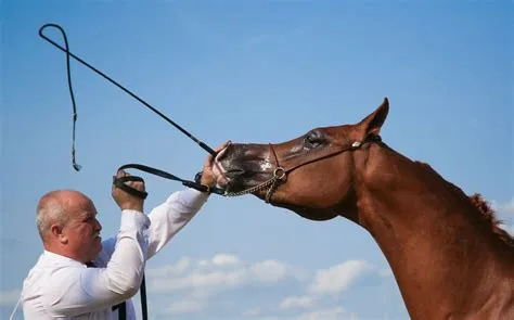 Do horses feel whipping?