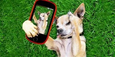 Can dogs see phone screens?