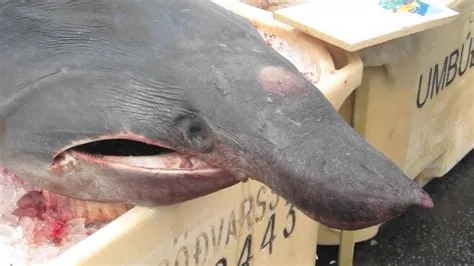 Is sharks meat toxic?