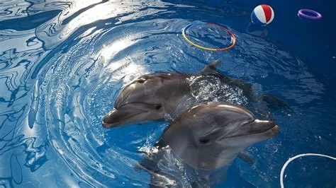 How smart are dolphins really?