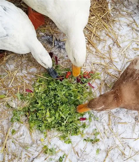 Which country eats the most duck?