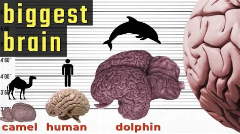 Who have the biggest brain?