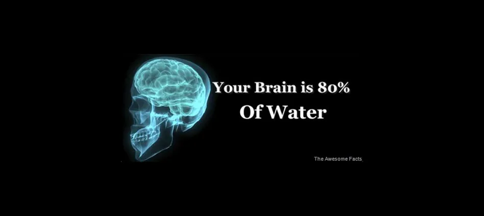 Why does the brain have 80 water?