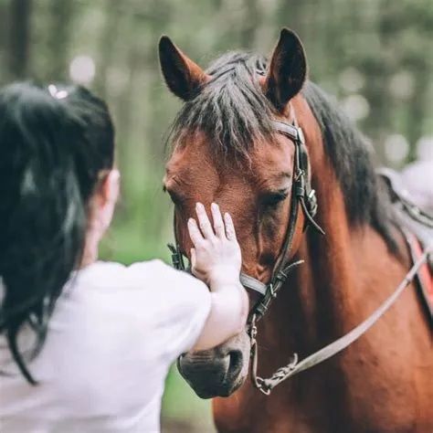 Should i let my horse rub on me?