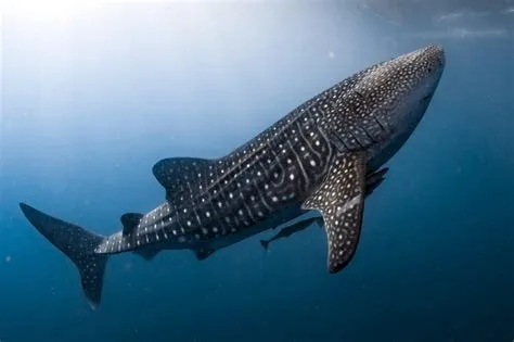 What is the biggest whale shark?