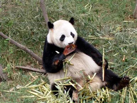 Is panda meat eaten?