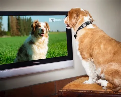 Can dogs see tv?