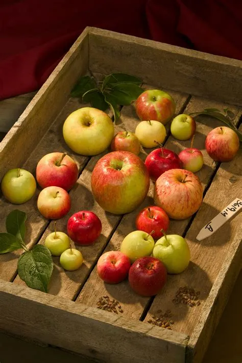 How old is the oldest apple?