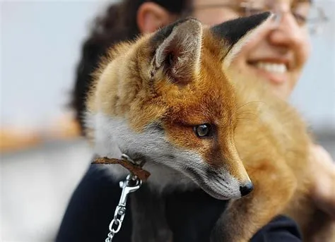 Is it ok to pet a fox?