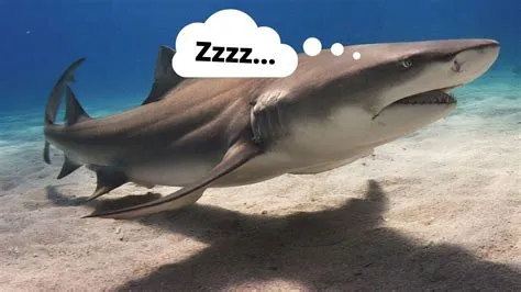 Do sharks fall asleep?