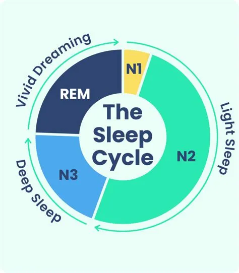 Why do i dream during a 20 minute nap?