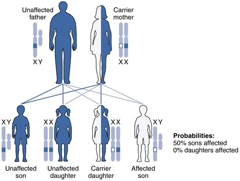 What genes are inherited from father only?