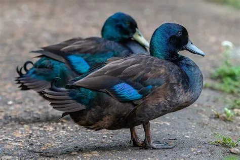 Which duck is blue?