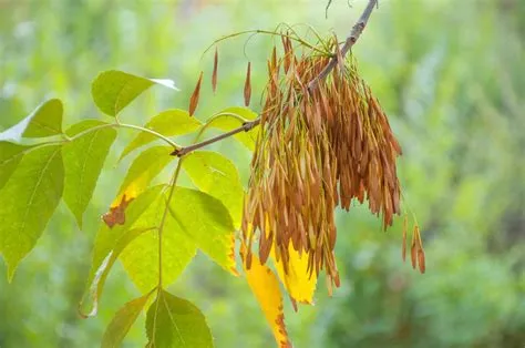 What fruit type is ash?