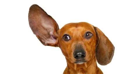 How far can dogs hear?