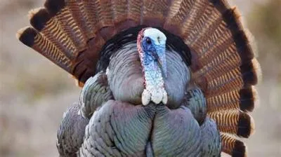 Can you eat green turkey?