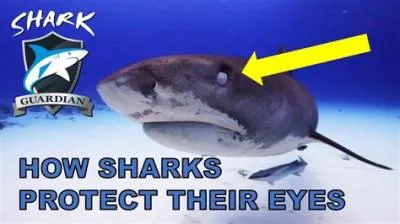 Do shark eyes work?