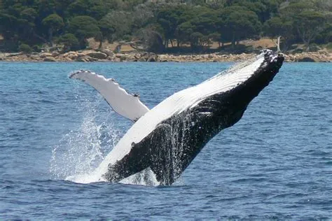 Can i eat whale in australia?