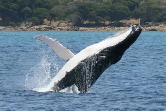 Can i eat whale in australia?