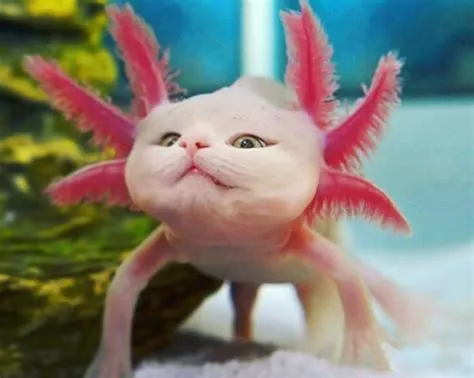 Is a axolotl a cat?