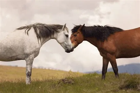 Can male and female horses be together?