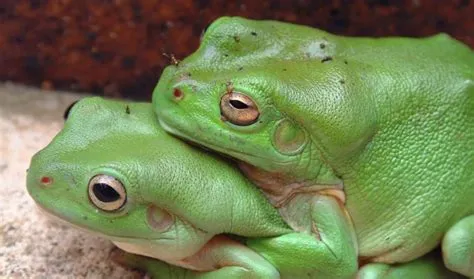 Can frogs be both sexes?