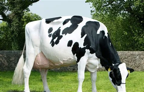 Is there a friesian cow?