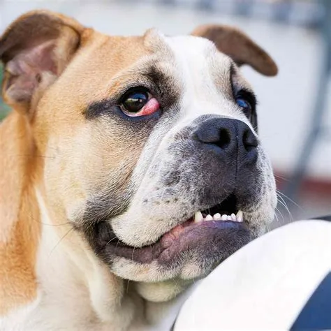 What is a cherry eye?