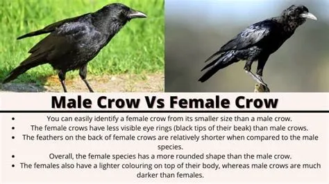 What gender is crow?