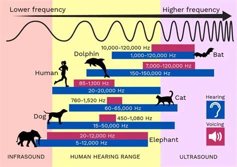 Can humans hear 10 hz?