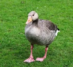 Can you eat pink goose?