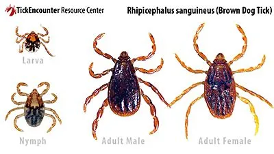 What is a tick in american english?