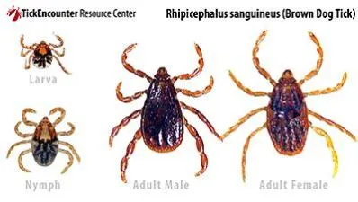 What is a tick in american english?