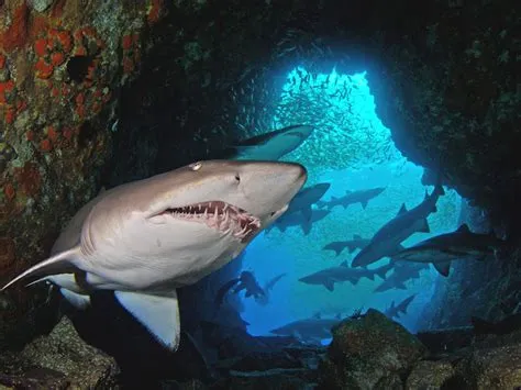 Do sharks live in caves?