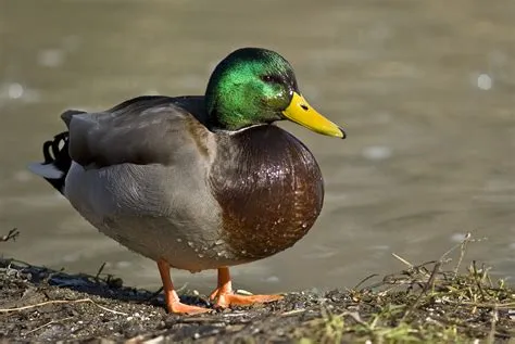 Is it ok to have one duck?