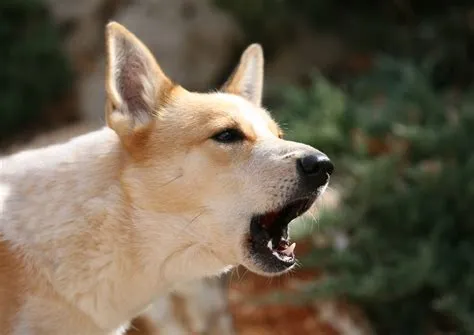 Why do dogs bark at bleach?