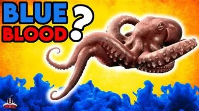 Why is squid blood blue?