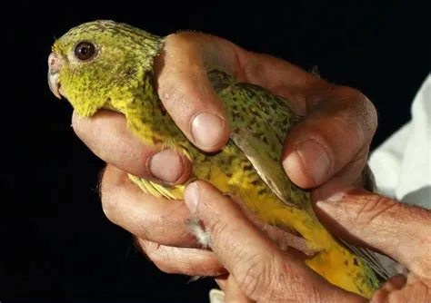 How rare is the night parrot?