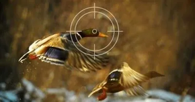 How close to shoot a duck?