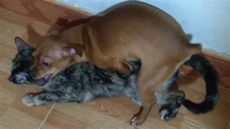 What happens if my dog and cat mate?