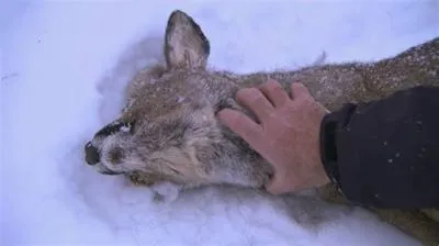 Has a lynx killed a human?