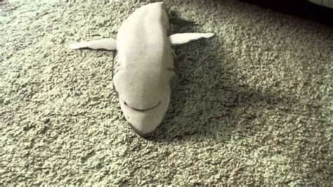 Can you play dead with a shark?