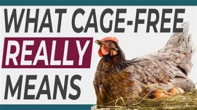 Do cage free eggs go bad?